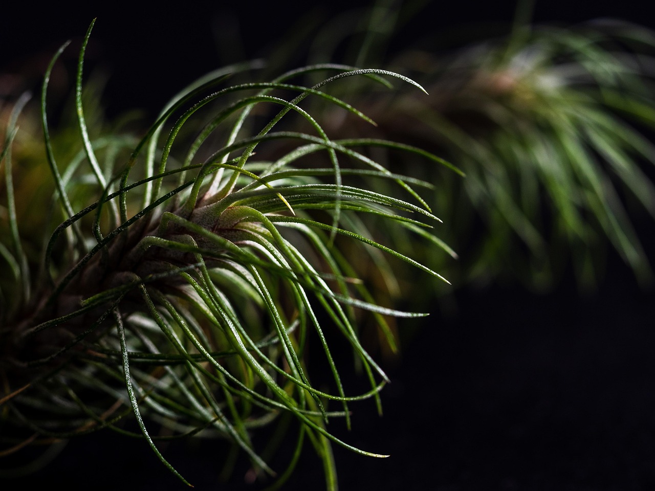 东方之珠奶茶爆珠:个人黄金平台代理