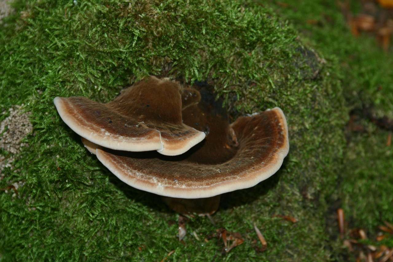 网站安全渗透：购买比特币的正规平台是